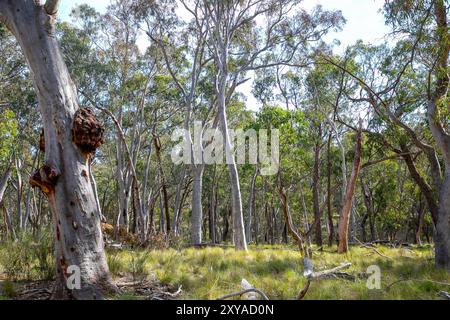 Abercrombie River Nationalpark in der Nähe von Oberon, New South Wales, Australien Stockfoto