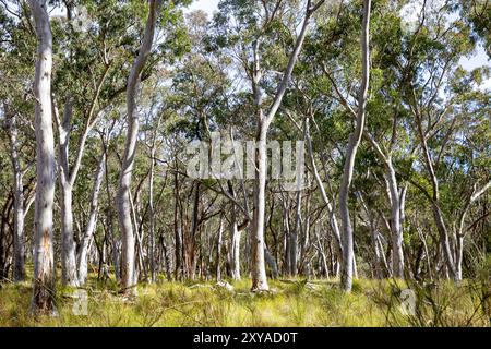 Abercrombie River Nationalpark in der Nähe von Oberon, New South Wales, Australien Stockfoto