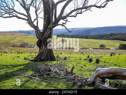 Abercrombie River Nationalpark in der Nähe von Oberon, New South Wales, Australien Stockfoto