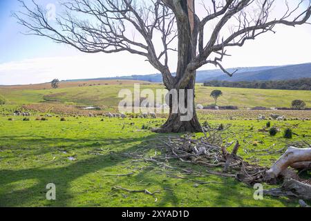 Abercrombie River Nationalpark in der Nähe von Oberon, New South Wales, Australien Stockfoto