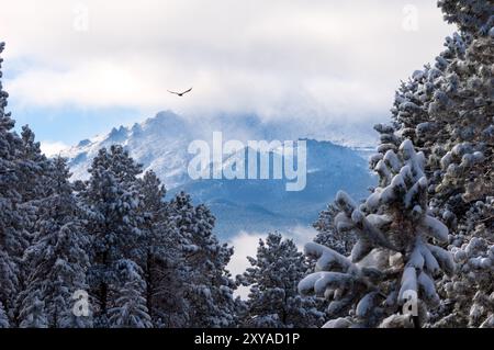 PIKES PEAK, COLORADO, USA: Ein goldener Adler auf der Jagd mit Blick auf die Nordwand des Pikes Peak, auch bekannt als America's Mountain. Stockfoto