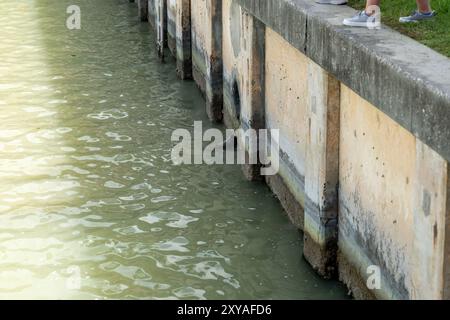 Seekühe im trüben Wasser, die Algen an der Seite einer Mauer fressen. Stockfoto