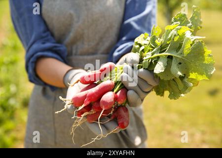 Landwirt hält frisch geerntete Radieschen im Garten, Nahaufnahme Stockfoto