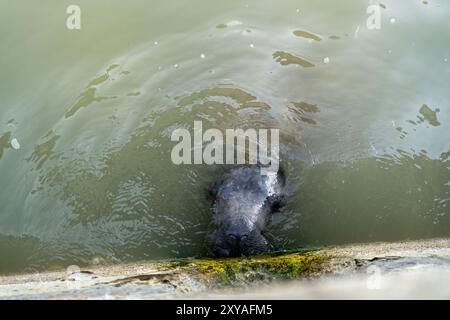 Seekühe im trüben Wasser, die Algen an der Seite einer Mauer fressen. Stockfoto