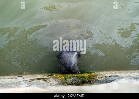 Seekühe im trüben Wasser, die Algen an der Seite einer Mauer fressen. Stockfoto