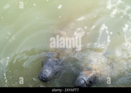 Seekühe im trüben Wasser, die Algen an der Seite einer Mauer fressen. Stockfoto