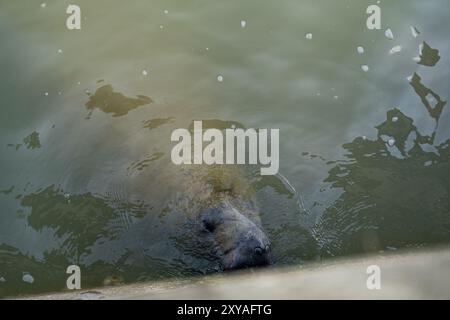 Seekühe im trüben Wasser, die Algen an der Seite einer Mauer fressen. Stockfoto