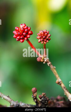 Atemberaubende, hochwertige Makrofotografie, die die komplizierten Details der natürlichen Schönheit einfangen lässt. Perfekt für Naturliebhaber und Botaniker. Stockfoto