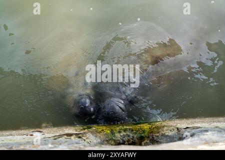 Seekühe im trüben Wasser, die Algen an der Seite einer Mauer fressen. Stockfoto