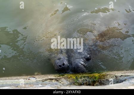 Seekühe im trüben Wasser, die Algen an der Seite einer Mauer fressen. Stockfoto