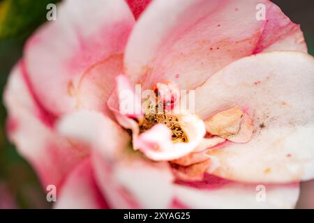 Atemberaubende, hochwertige Makrofotografie, die die komplizierten Details der natürlichen Schönheit einfangen lässt. Perfekt für Naturliebhaber und Botaniker. Stockfoto