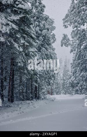 Schnee fällt in großen Flocken entlang der Ice House Road in Kalifornien Stockfoto