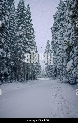 Schnee fällt in großen Flocken entlang der Ice House Road in Kalifornien Stockfoto