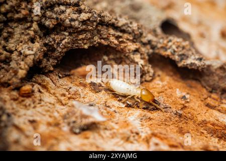 Nahaufnahme einer Termite, die auf Baumrinde läuft, selektiver Fokus der kleinen Termite auf Baum. Stockfoto