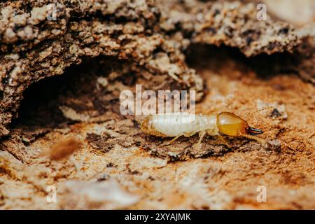 Nahaufnahme einer Termite, die auf Baumrinde läuft, selektiver Fokus der kleinen Termite auf Baum. Stockfoto