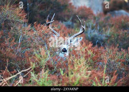 Large Buck beobachten durch die Pinsel im Rocky Peak Park in der Nähe des Simi Valley, Kalifornien. Stockfoto
