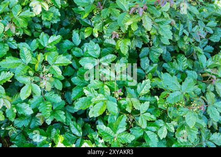 Großer Gifteichenstrauch mit frischem Frühlingswachstum und kleinen Blüten im Rocky Peak Park in der Nähe von Los Angeles und Simi Valley, Kalifornien. Stockfoto