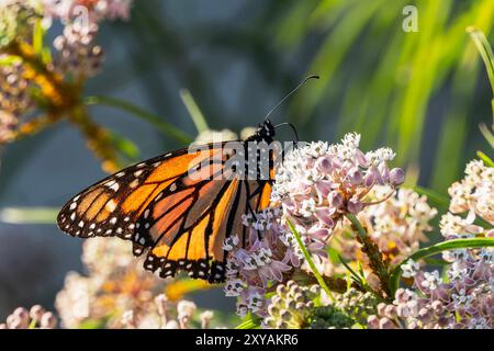 Monarch-Schmetterling ernährt sich von Milchkrautblumen in Südkalifornien. Stockfoto