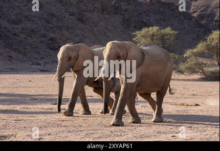 Zwei Wüstenelefanten (Loxodonta africana) spazieren am Nachmittag in der Namib-Wüste Namibias, Afrika Stockfoto