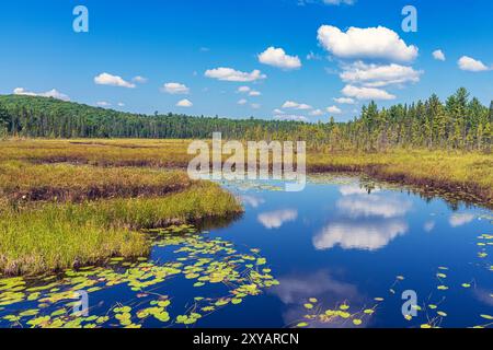 Blick auf das Fichtenmoor von der Promenade im Algonquin Provincial Park. Stockfoto