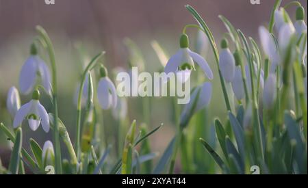 Nahaufnahme gewöhnlicher Schneetropfen (Galanthus nivalis) Stockfoto