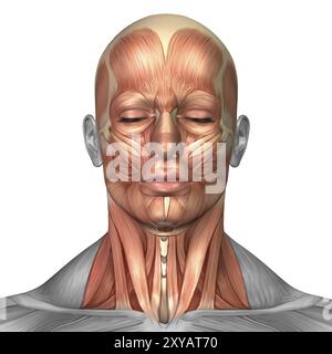 Anatomie der menschlichen Gesichts- und Nackenmuskulatur, Vorderansicht Stockfoto