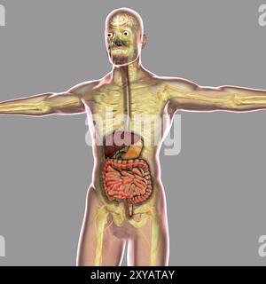 Menschliche Verdauungssystem Stockfoto