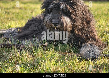 Schwarzer Goldendoodle liegt auf dem Rasen mit einem Stock. Treuer Begleiter, der auch als Therapiehund geeignet ist. Haustierfoto eines Haustieres Stockfoto