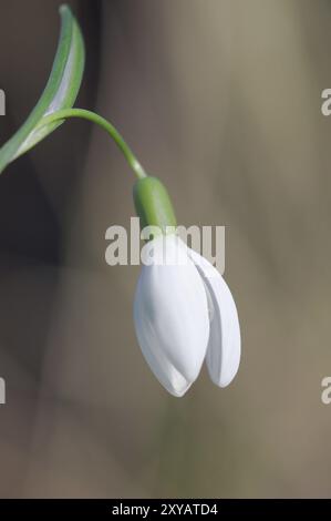 Nahaufnahme gewöhnlicher Schneetropfen (Galanthus nivalis) Stockfoto