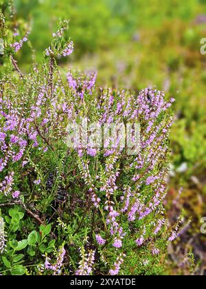 Erica (Heidekraut) im Herbstlicht mit wunderschönem Bokeh. Pink, weiß und grün Naturaufnahmen Stockfoto