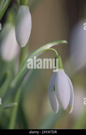 Nahaufnahme gewöhnlicher Schneetropfen (Galanthus nivalis) Stockfoto