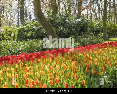 Feld voller farbenfroher Tulpen am Rande eines dichten Waldes im Frühjahr, Amsterdam, Niederlande Stockfoto