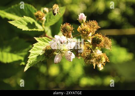 Honigbiene sammelt Nektar auf einer weißen Apfelblüte. Fleißige Insekten aus der Natur. Von Bienen ernten wir den Honig. Tierfoto aus der Natur Stockfoto