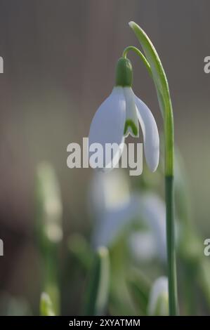 Nahaufnahme gewöhnlicher Schneetropfen (Galanthus nivalis) Stockfoto