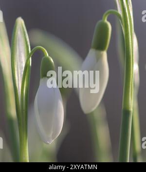 Nahaufnahme gewöhnlicher Schneetropfen (Galanthus nivalis) Stockfoto