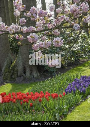 Kirschblüte über einem Blumenbeet mit roten Tulpen und lila Hyazinthen, Amsterdam, Niederlande Stockfoto