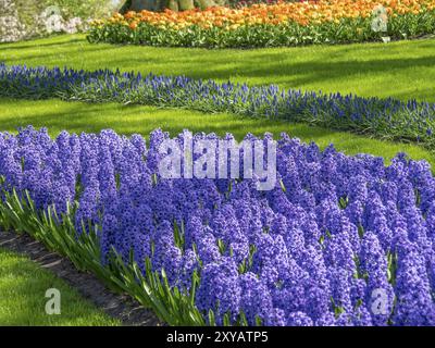 Lila Hyazinthen und farbenfrohe Tulpen bilden ein lebendiges Feld in einem Garten in Amsterdam, Niederlande Stockfoto