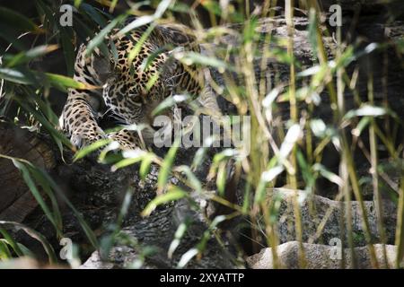 Jaguar liegt hinter Gras. Geflecktes Fell, getarnt lauert. Die große Katze ist ein Raubtier. Schauen Sie zum Betrachter. Tierfoto eines Jägers Stockfoto