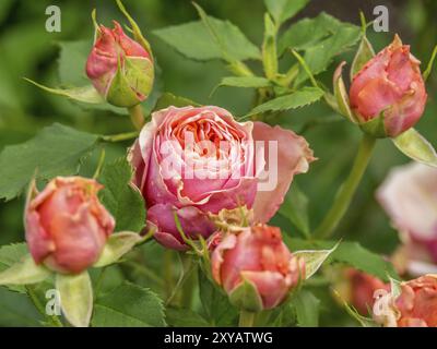 Blühende rosa Rosen mit grünen Blättern im Garten. Frische und natürliche Atmosphäre, borken, münsterland, deutschland Stockfoto