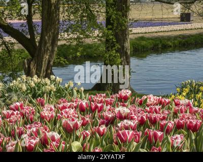 Eine malerische Szene mit rosa und weißen Tulpen neben einem Kanal, flankiert von zwei großen Bäumen, Amsterdam, Niederlande Stockfoto