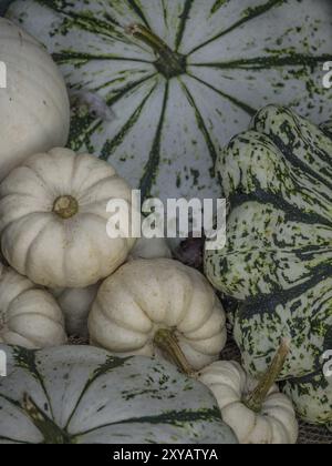 Eine Nahaufnahme einer Vielzahl von weiß und grün gestreiften Kürbissen in verschiedenen Größen, borken, münsterland, Deutschland, Europa Stockfoto