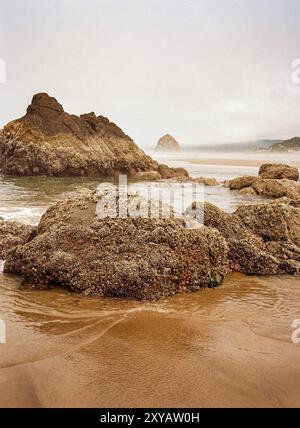 Der Hystack Rock erhebt sich aus dem Nebel über den mit Barnakeln bedeckten Felsbrocken am Strand des Tolavana State Park in der Nähe von Cannon Beach, Oregon. Stockfoto