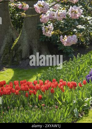 Rote Tulpen und rosa Kirschblüten vor grünen Bäumen und dichtem Laub, Amsterdam, Niederlande Stockfoto