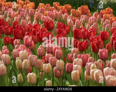 Ein Feld voller farbenfroher Tulpen in verschiedenen Rottönen, umgeben von grünem Gras, Amsterdam, Niederlande Stockfoto