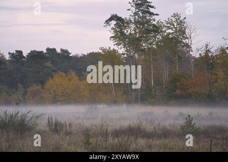 Vor Land mit Nebel auf Gras und Heidekraut in Dänemark, vor Dünen. Bäume und Wolken in mystischer Stimmung. Landschaftsaufnahme aus Skandinavien Stockfoto