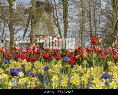 Blumenfeld mit roten Tulpen und wilden Narzissen, Windmühle im Hintergrund, Frühling, Amsterdam, Niederlande Stockfoto