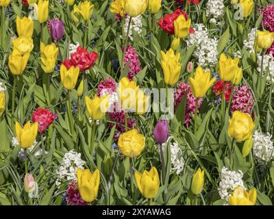 Ein farbenfrohes Blumenbeet mit gelben und roten Tulpen und Hyazinthen in voller Blüte, Amsterdam, Niederlande Stockfoto