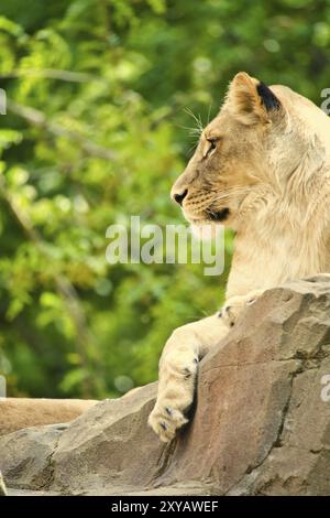 Löwin, die auf einem Felsen liegt. Entspannter Raubtier, der in die Ferne schaut. Tierfoto der großen Katze Stockfoto