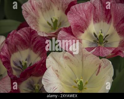 Nahaufnahme von roten und weißen Tulpenblüten mit detaillierten Mustern und Farben der Blütenblätter, Amsterdam, Niederlande Stockfoto