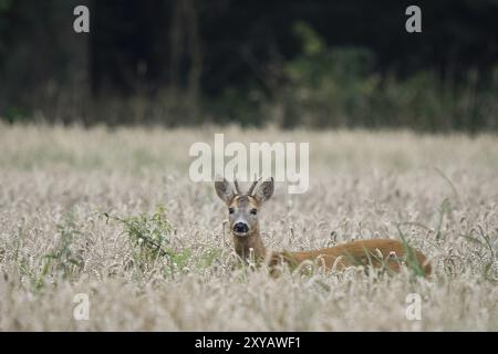 Ein junger europäischer Reh (Capreolus capreolus) steht auf einem Maisfeld und schaut neugierig in die Kamera, während ein Wald im Hinterland zu sehen ist Stockfoto